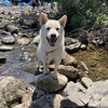 もちこ