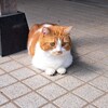 だいふく