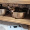 むぎ