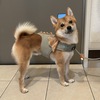 こてつ