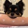 メロ