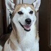 まめた