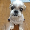 メグ