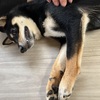 はち