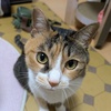 ハル