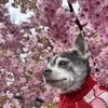 ネーナ