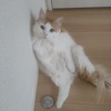 モカ