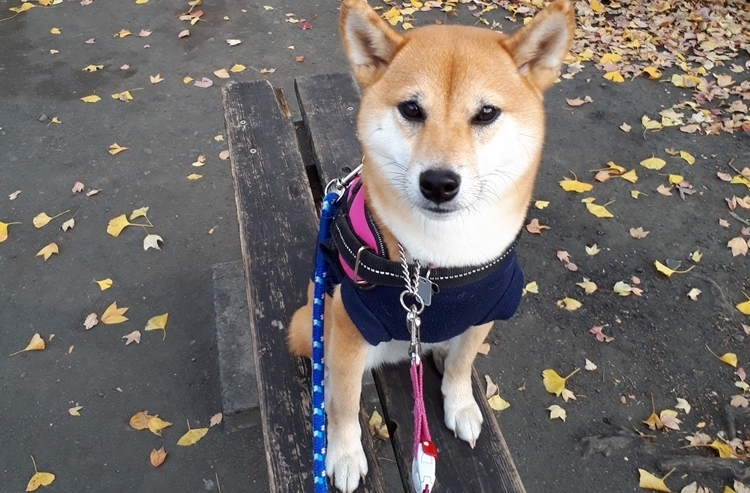 ペット手帳 あなたとペットに安心の毎日を ペット手帳 あなたとペットに安心の毎日を