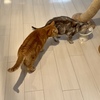 しゅり