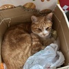 ボブ