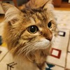 ユウスケ