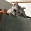 エル