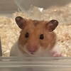おもち