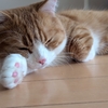 くり