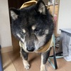 アル