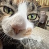 みぃ