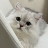 テン