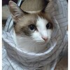 シロミ