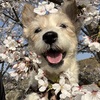 もも