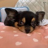 メロ