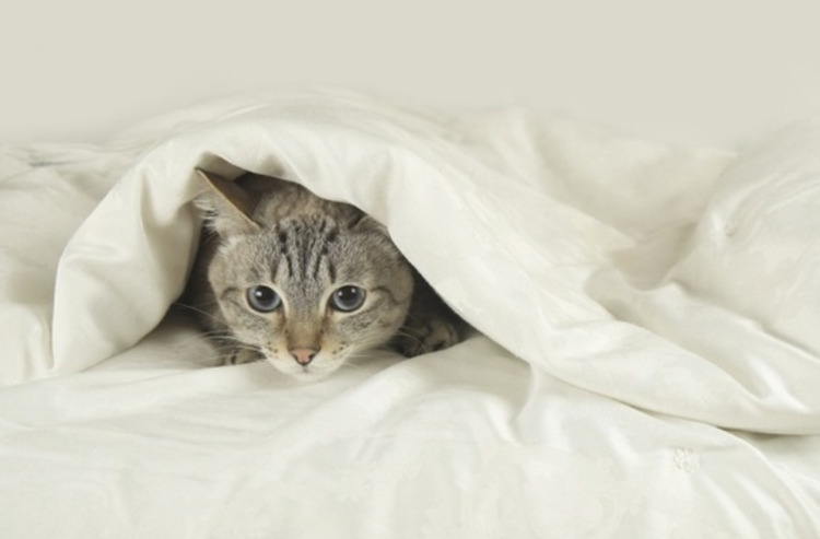 いざという時のために! ネコちゃん用の備蓄、何が必要?
