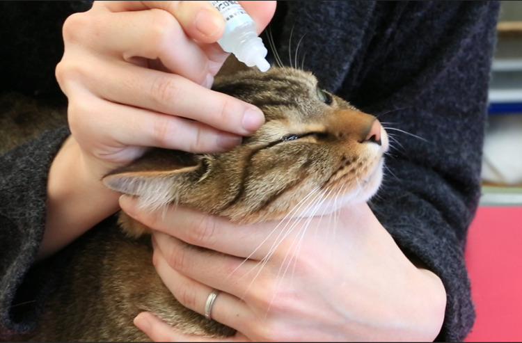 ネコちゃんが嫌がらずに目薬をさすためにできることは?