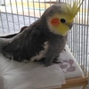 ぴーこ