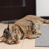 ジュリ