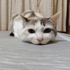 つゆ