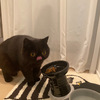 Kuku