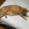 ちゃちゃ