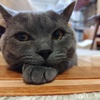 わた
