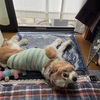 あんず