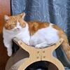だいふく
