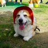 ぱんな