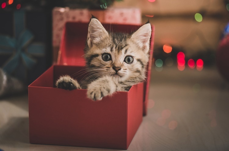 見逃さないで! 罹りやすいネコちゃんの関節炎。チェック方法は?