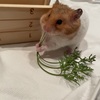 おもち
