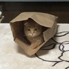 凛