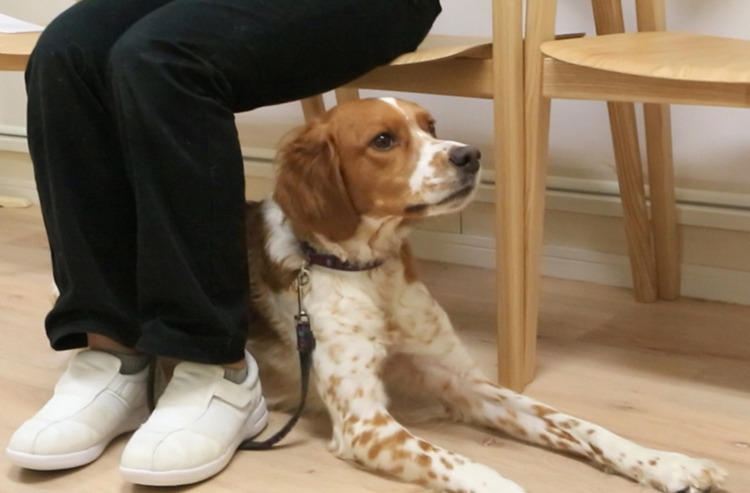 ワンちゃんも飼い主さんも! 待合室で快適に過ごすためのポイント