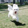 おこめ