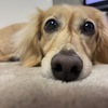 ノア
