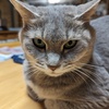 トロ