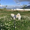 ひなた