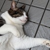 トチ
