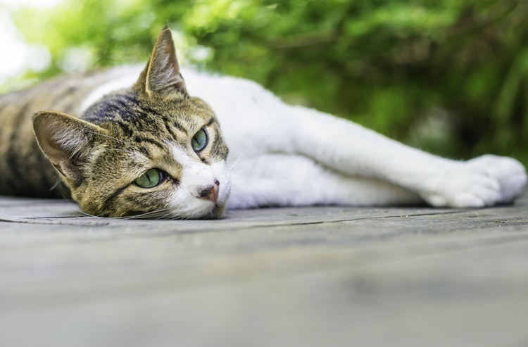 太っているネコちゃんは特に注意! 夏の「食べない」はすぐ受診が必要?
