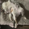 テテ