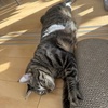 すず