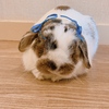 うさじ
