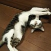 ショコラ