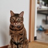 ジュリ